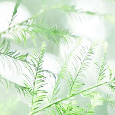 伊犁一景区吊桥侧倾5人遇难